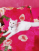 White Female Cat